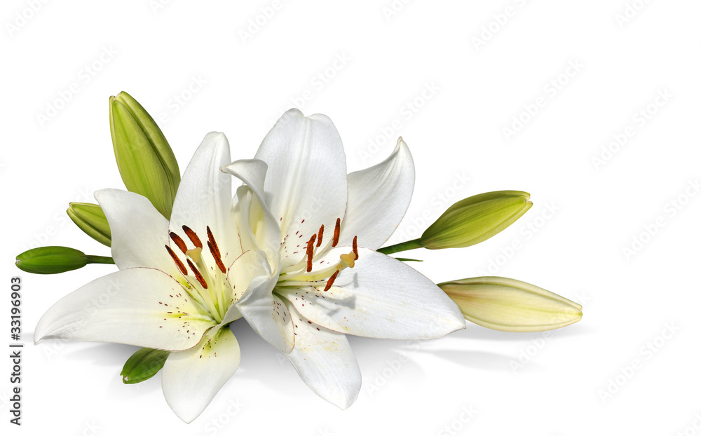 easter lily flowers on white background - obrazy, fototapety, plakaty 