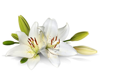 easter lily flowers on white background