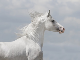 white arabian horse