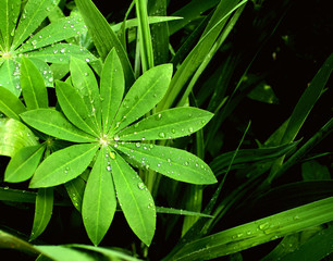 Canvas Print - Rain drops on a leafs