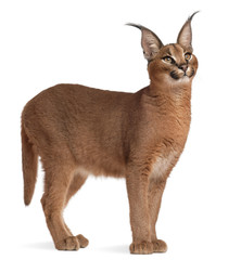 caracal, caracal caracal, 6 months old