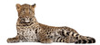 Leopard, Panthera pardus, 6 months old,