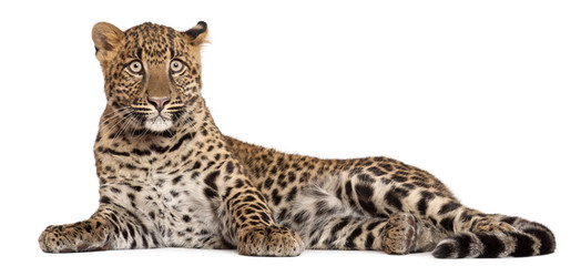 leopard, panthera pardus, 6 months old,