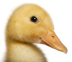 Close-up of Duckling, 1 week old