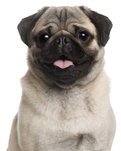 Close-up Of Pug, 8 Months Old, In Front Of White Background