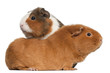 Guinea pigs, 9 months old, in front of white background