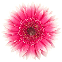 Wall Mural - gerbera daisy