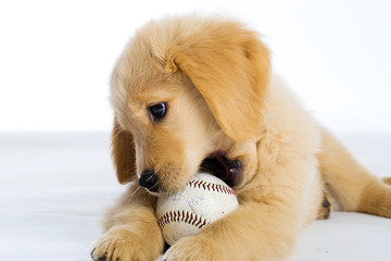 Puppy chewing a baseball