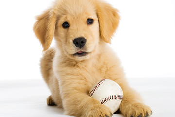 puppy with a baseball