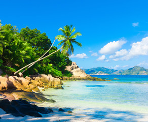 Canvas Print - Coconut Palms Horizon