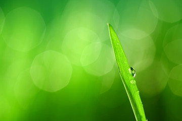 grass nature background