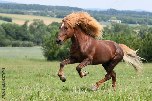 Fototapeta na wymiar Islandhengst im Galopp