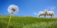 Two Lambs Grazing On The Green Field