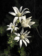 australian flannel flower