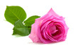 one pink roses over white background