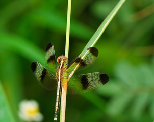 Wall Mural - dragonfly