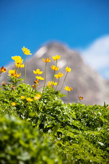 Canvas Print - Sunny alpine meadow