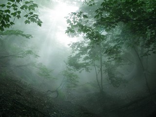 Fototapeta obraz las słońce natura roślina