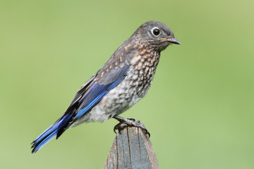 juvenile eastern bluebird