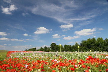 Wall Mural - colorful summer farmland with poppies, Austria