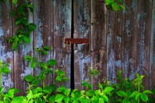 Locked Dilapidated Outhouse Door