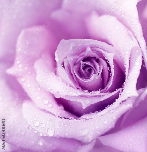Purple wet rose background - 33326432