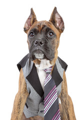 Poster - Germany Boxer puppy in tie on a white background