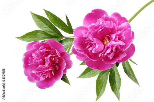 Peony Wallpaper Mural