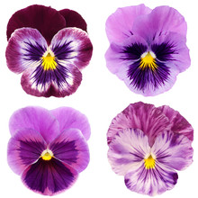 Set Of Purple Pansy On White Background