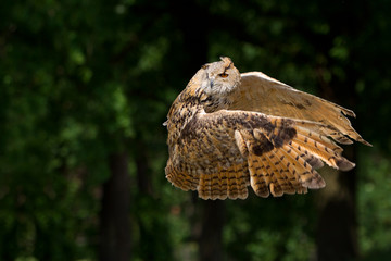 great horned owl Bubo in flight