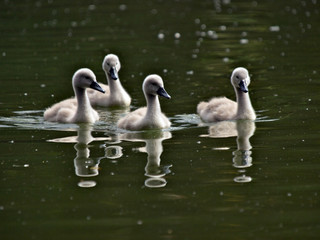 Canvas Print - Cygnets