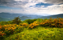 Flame Azalea Blooms Blue Ridge Mountains Roan Appalachian Trail