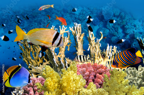 Naklejka na szybę Tropikalne kolorowe ryby z piękną rafą koralową