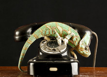 Chameleon On A Telephone