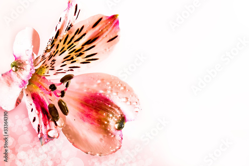 alstroemeria-odizolowywajacy-na-bialym-tle