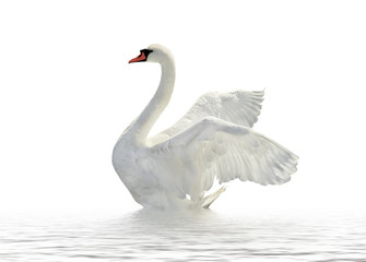 White swan.