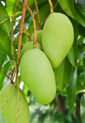 Wall Mural - A Green mango tree