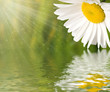 Chamomile flower reflected in water