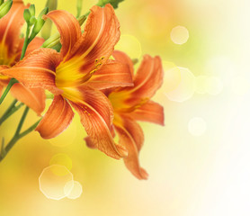 Poster - Yellow Lily Flower border design