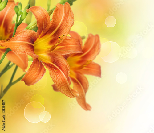 Naklejka dekoracyjna Yellow Lily Flower border design