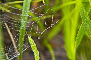 A close up of the spider-web with drops of dew