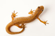 newt isolated on white