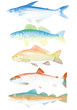 set of colorful vector fishes
