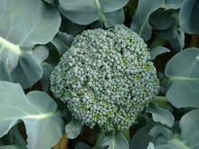 Young Broccoli Growing On The Vegetable Bed