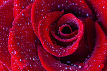 Red Rose Close-up In Water Drops