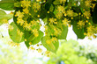 Linden tree flowers