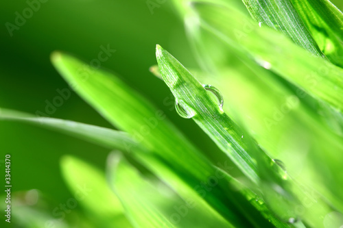 Obrazy trawa  rozmyta-trawa-z-selektywna-ostroscia