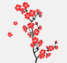A Branch Of Blooming Cherry Tree Sakura