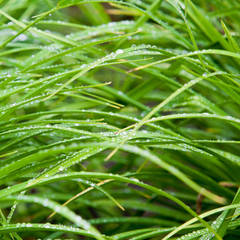 Fresh grass with dew drops close up