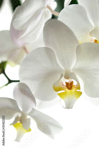 Naklejka nad blat kuchenny White Beauty
